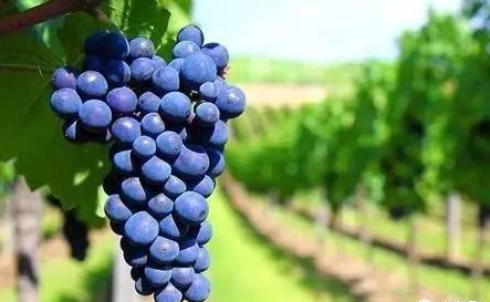 全球升溫，或將影響葡萄酒口感